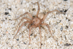 Aptostichus hedinorum