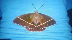 Amauta cacica