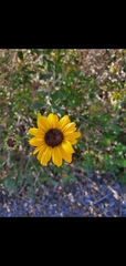 Helianthus