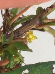 Ludwigia abyssinica