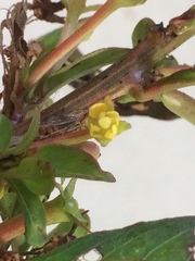 Ludwigia abyssinica