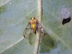 Paricana