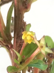 Ludwigia abyssinica