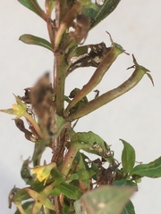 Ludwigia abyssinica