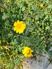 Glebionis coronaria