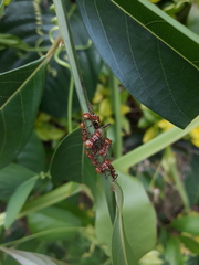 Cephalotes clypeatus