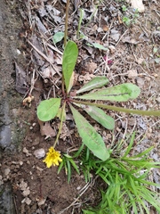 Taraxacum mongolicum