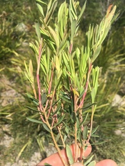Leucopogon australis