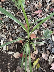 Dianella nigra