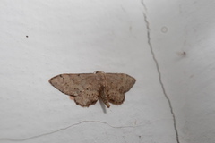 Idaea efflorata