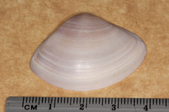 Austromactra contraria