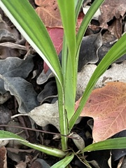 Dianella nigra