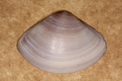 Image of Austromactra contraria