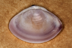 Austromactra contraria