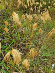 Miscanthus nepalensis