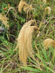 Miscanthus nepalensis