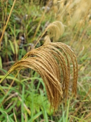 Miscanthus nepalensis