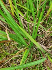 Miscanthus nepalensis