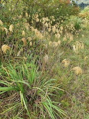 Miscanthus nepalensis