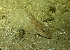 Goodlad's Dragonet photo 3