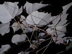 Phobaeticus serratipes