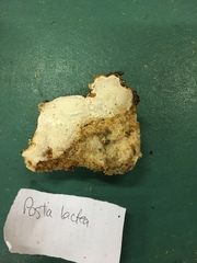Postia lactea