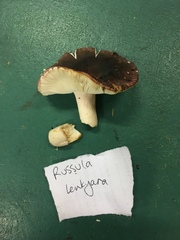 Russula lenkunya