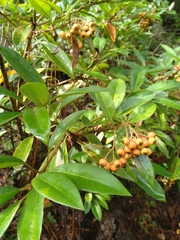 Photinia davidiana