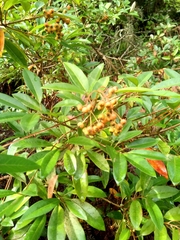 Photinia davidiana