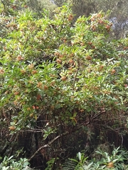 Photinia davidiana