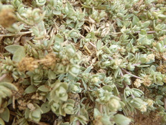 Atriplex watsonii