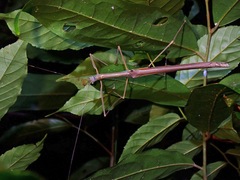 Paramarmessoidea annulata
