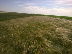Stipa ucrainica