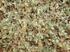 Atriplex watsonii