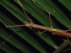 Paramarmessoidea annulata