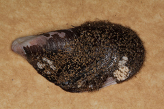 Image of Trichomya hirsuta