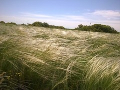 Stipa ucrainica