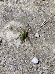 Odontura glabricauda