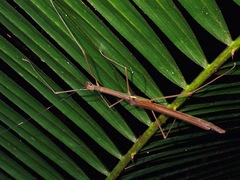 Paramarmessoidea annulata