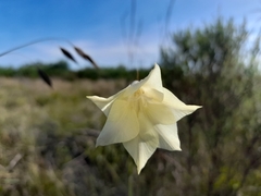 Gladiolus albens