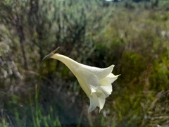 Gladiolus albens