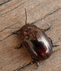 Chrysolina cerealis