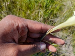 Gladiolus albens