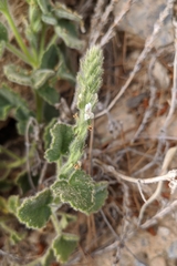 Lafuentea rotundifolia