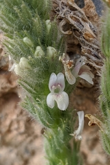 Lafuentea rotundifolia