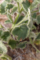 Lafuentea rotundifolia