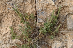 Lafuentea rotundifolia