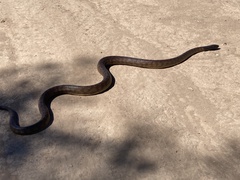 Aspidites melanocephalus