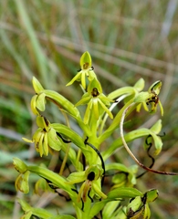 Habenaria hilsenbergii