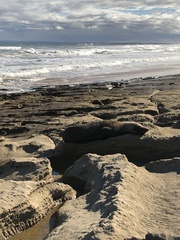 Arctocephalus forsteri